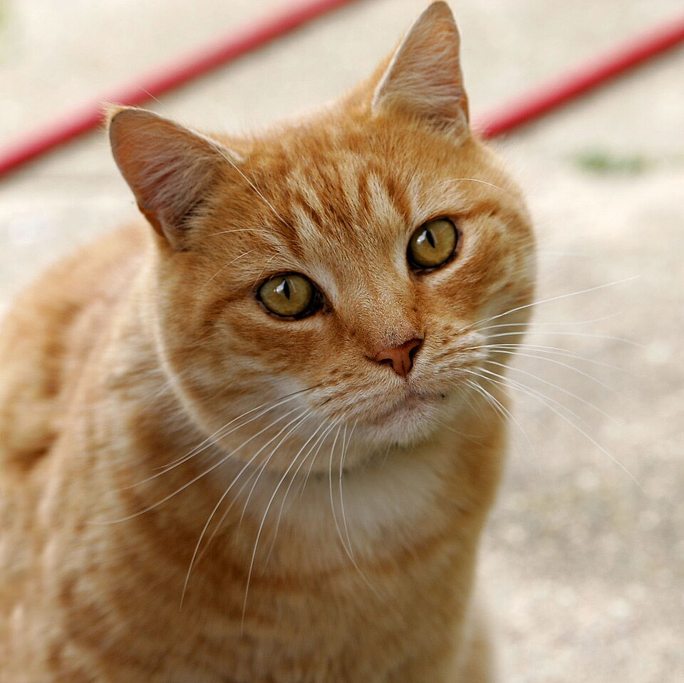 Chat test
